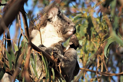 2-Hour Koala Walking Tour In Kangaroo Island - Tourism Noosa 1