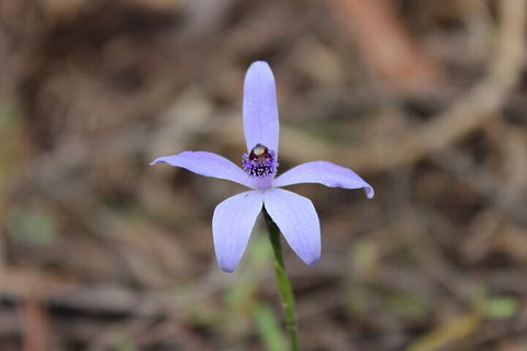 2-Hour Koala Walking Tour In Kangaroo Island - Tourism Noosa 2