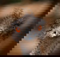 Currumbin Wildlife Sanctuary General Entry Ticket - Tourism Noosa