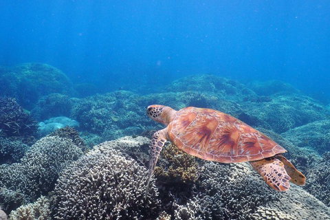 Calypso Outer Great Barrier Reef Cruise From Port Douglas - Tourism Noosa 2