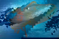 Book Viator Accommodation Vacations Tourism Noosa Tourism Noosa