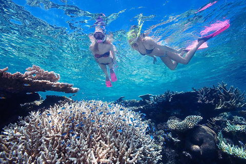 Great Barrier Reef Scenic Helicopter Tour And Cruise From Cairns - Tourism Noosa 3