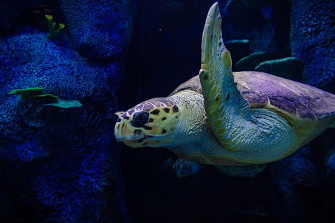 Sydney Attractions Pass: SEA LIFE Aquarium, Sydney Tower Eye, WILD LIFE Zoo And Madame Tussauds - Tourism Noosa 1