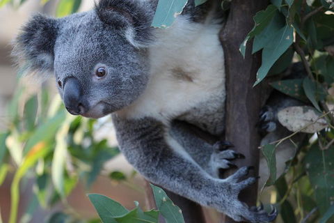 Sydney Attractions Pass: SEA LIFE Aquarium, Sydney Tower Eye, WILD LIFE Zoo And Madame Tussauds - Tourism Noosa 2