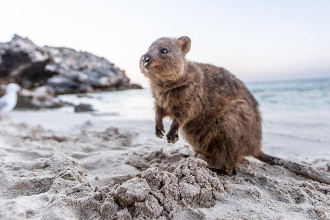 Rottnest Island All-Inclusive Grand Island Tour From Fremantle - Tourism Noosa 2
