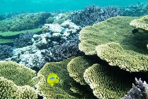 Abrolhos Islands Scenic Flight & Snorkel Adventure From Perth - Tourism Noosa 4