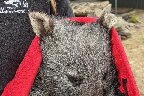 2-Day Tas East Coast Escape Tour Including Bay Of Fires, Wineglass Bay & Devils - Tourism Noosa 3