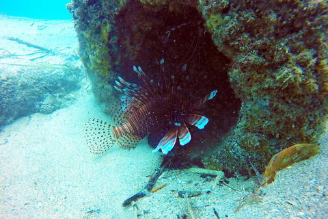 Wave Break Island Scuba Diving On The Gold Coast - Tourism Noosa 5