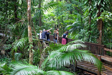 Full Day Daintree Rainforest And Mossman Gorge Tour - Tourism Noosa 1