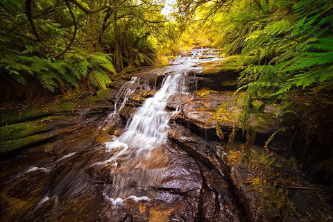 Fully Inclusive Blue Mountains Private Tour Inc Scenic World & Featherdale Entry - Tourism Noosa 3