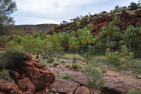 Palm Valley And Hermannsburg 1 Day 4WD Tour - Tourism Noosa 4