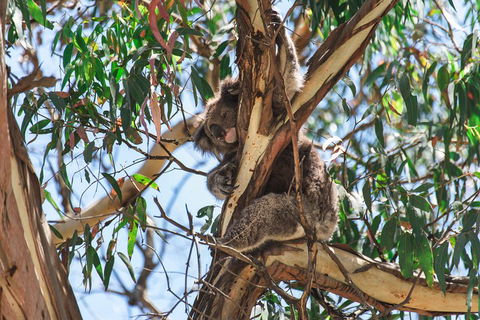 Full-Day Great Ocean Road And 12 Apostles Sunset Tour From Melbourne - Tourism Noosa 2