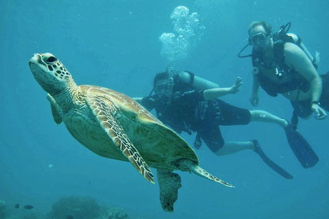 Ocean Freedom Great Barrier Reef Personal Luxury Snorkel & Dive Cruise, Cairns - Tourism Noosa 4