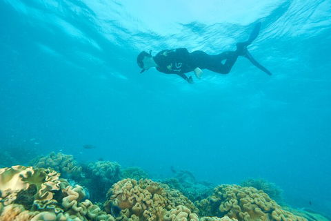 Ocean Freedom Great Barrier Reef Personal Luxury Snorkel & Dive Cruise, Cairns - Tourism Noosa 5