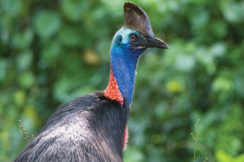 5 Day Australia Retreat: Queensland Daintree - Tourism Noosa 3