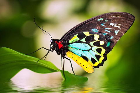 Australian Butterfly Sanctuary - Tourism Noosa 4