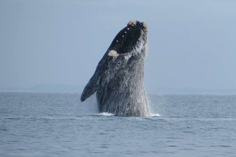 Kangaroo Island 75-Minute Ocean Safari - Tourism Noosa 2