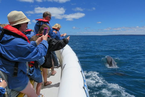 Kangaroo Island 75-Minute Ocean Safari - Tourism Noosa 3