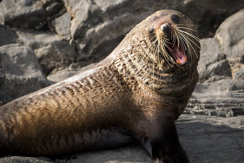 Kangaroo Island 75-Minute Ocean Safari - Tourism Noosa 5