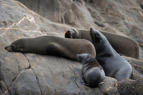 Kangaroo Island Ocean Safari - Snorkeling Safari - Tourism Noosa 0
