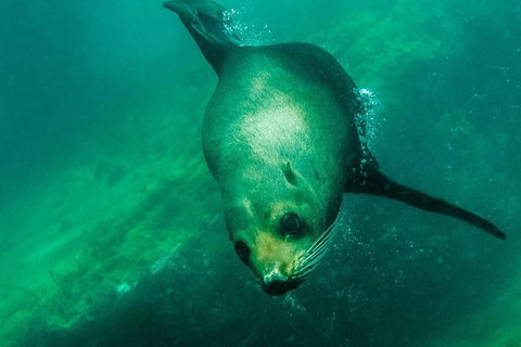 Kangaroo Island Ocean Safari - Snorkeling Safari - Tourism Noosa 1