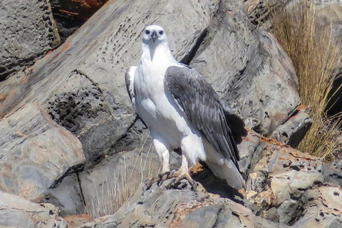 Kangaroo Island Ocean Safari - Snorkeling Safari - Tourism Noosa 4