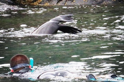 Kangaroo Island Ocean Safari - Snorkeling Safari - Tourism Noosa 5