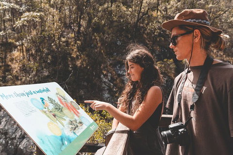 Springbrook AndTamborine Rainforest Tour Incl Natural Bridge And Glow Worm Cave - Tourism Noosa 0