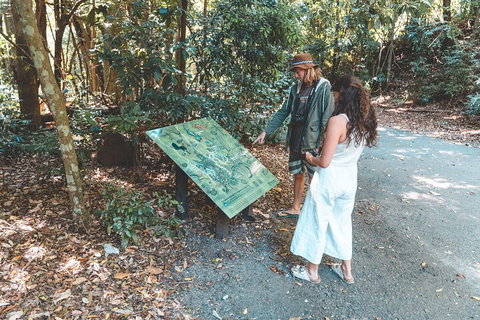 Springbrook AndTamborine Rainforest Tour Incl Natural Bridge And Glow Worm Cave - Tourism Noosa 5
