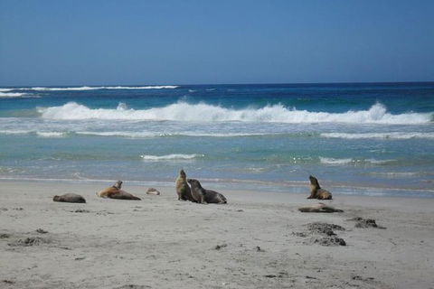Kangaroo Island In A Day Tour From Adelaide - Tourism Noosa 1