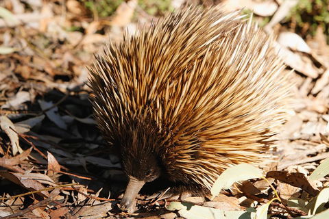 Kangaroo Island In A Day Tour From Adelaide - Tourism Noosa 2
