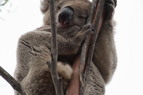 2-Day Kangaroo Island 4WD Small-Group Tour From Adelaide - Tourism Noosa 0