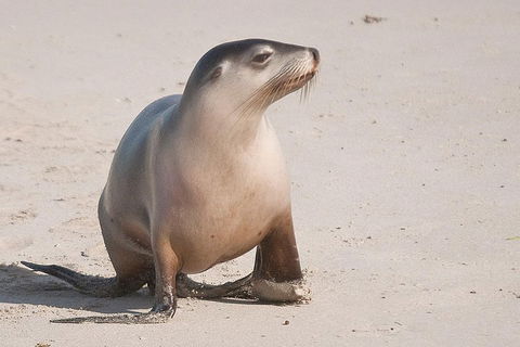 2-Day Kangaroo Island 4WD Small-Group Tour From Adelaide - Tourism Noosa 4