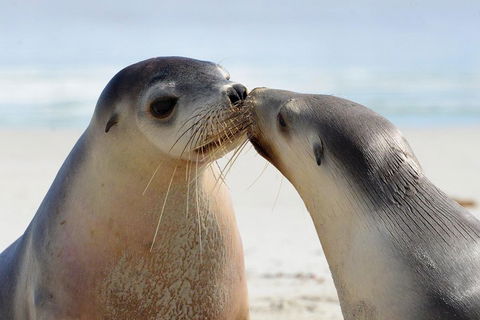 2 Day Ultimate Kangaroo Island With Return Ferry - Tourism Noosa 2