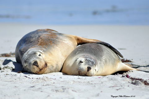 NEW TOUR - Kangaroo Island Road To Recovery Tour (1 Day/1 Night) - Tourism Noosa 1