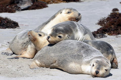 Small-Group Kangaroo Island 4WD Tour From Adelaide - Tourism Noosa 1