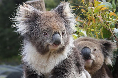 Kuranda Koala Gardens And Birdworld Admission Tickets - Tourism Noosa 0