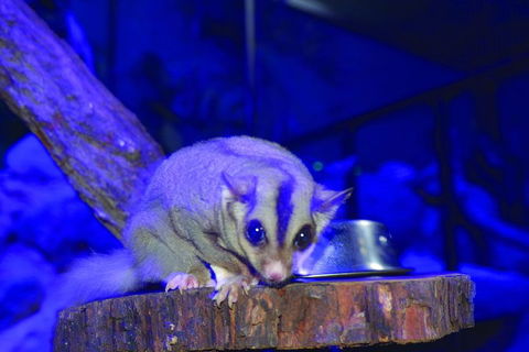 Kuranda Koala Gardens And Birdworld Admission Tickets - Tourism Noosa 1