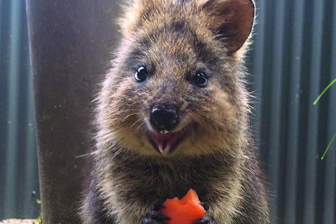Kuranda Koala Gardens And Birdworld Admission Tickets - Tourism Noosa 2