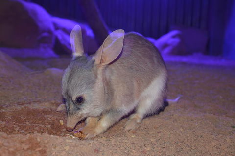 Kuranda Wildlife Experience Three Attraction Pass - Tourism Noosa 0