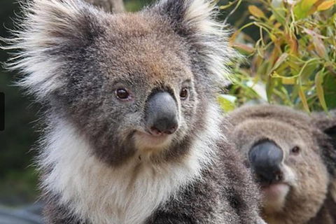 Kuranda Koala Gardens General Entry Ticket - Tourism Noosa 1