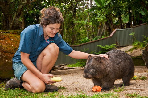Kuranda Koala Gardens General Entry Ticket - Tourism Noosa 4