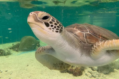 Cairns Aquarium Marine Life Encounter Ticket With 2-Course Lunch - Tourism Noosa 0