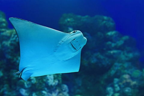 Cairns Aquarium Marine Life Encounter Ticket With 2-Course Lunch - Tourism Noosa 4