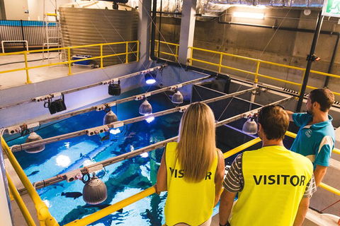 Cairns Aquarium Marine Life Encounter Ticket With 2-Course Lunch - Tourism Noosa 5