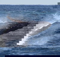 Whale Watching by Sea World Cruises - Tourism Noosa