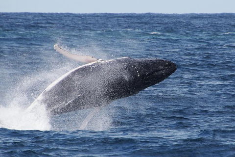 Whale Watching By Sea World Cruises - Tourism Noosa 0