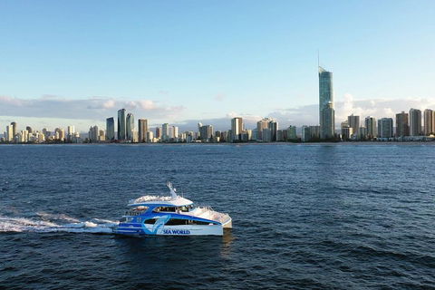 Whale Watching By Sea World Cruises - Tourism Noosa 1