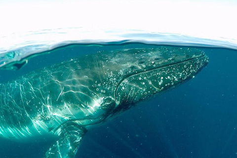 Whale Watching By Sea World Cruises - Tourism Noosa 2