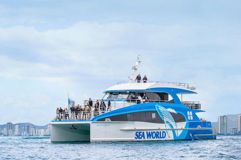 Whale Watching By Sea World Cruises - Tourism Noosa 3